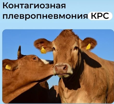 Контагиозная плевропневмония крупного рогатого скота