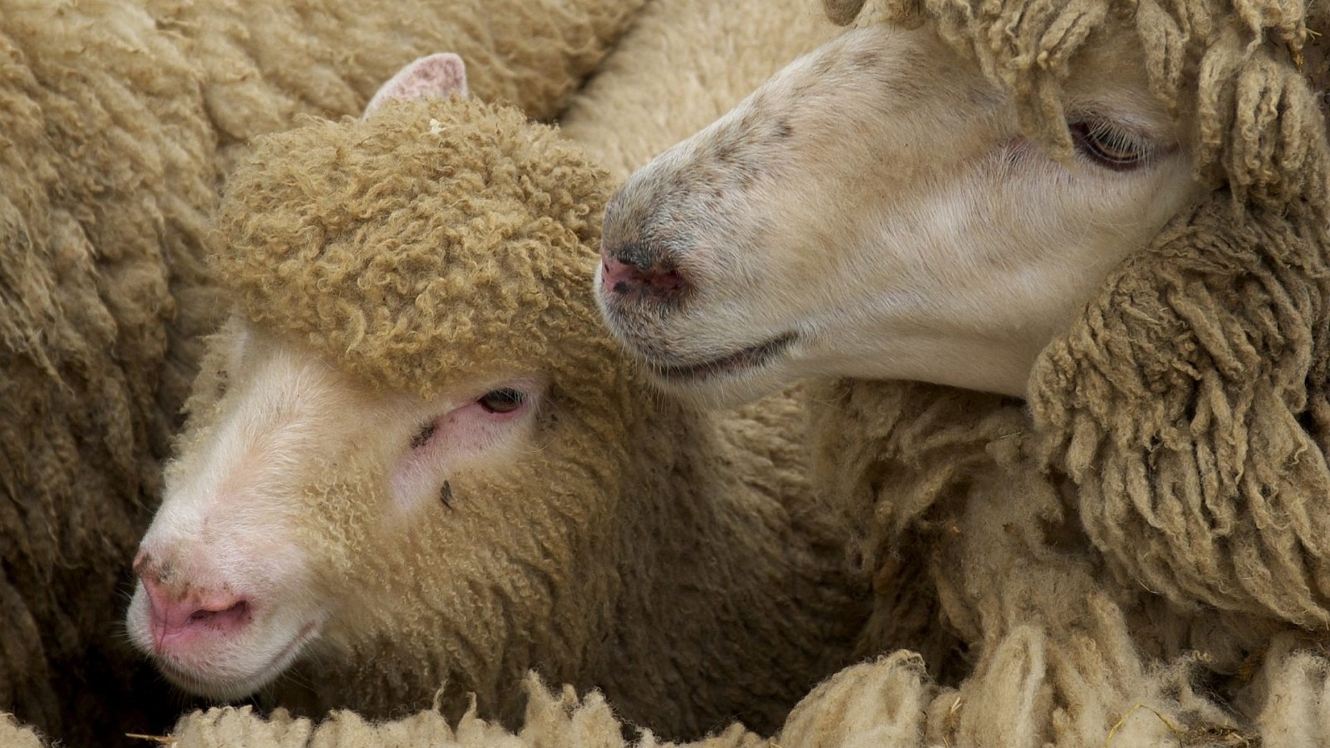 О профилактике оспы овец и коз